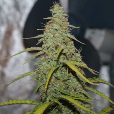 Насіння Auto Acid сід банку Errors-Seeds