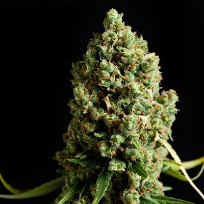 Семя Auto AK сид банка Errors-Seeds