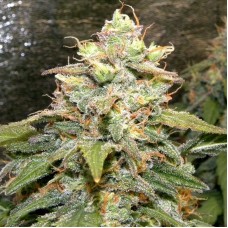 Auto Big Bud XXL fem. Errors-Seeds