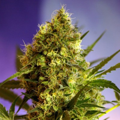 Насіння Auto Big Devil2 сід банку Errors-Seeds Насіння Auto Big Devil2 сід банку Errors-Seeds