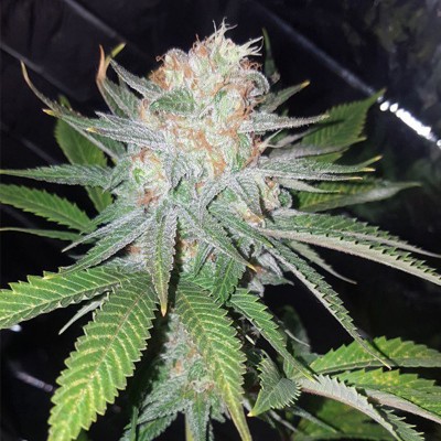 Насіння Auto Blue Dream сід банку Errors-Seeds