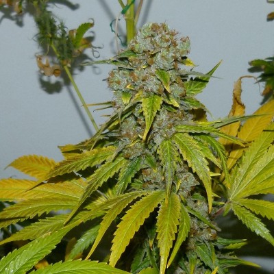 Семя Auto Blueberry Bliss сид банка Errors-Seeds Семя Auto Blueberry Bliss сид банка Errors-Seeds