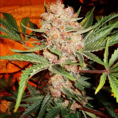 Насіння Auto Bubblelicious сід банку Errors-Seeds