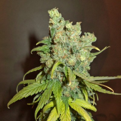 Насіння Auto Chocolope сід банку Errors-Seeds
