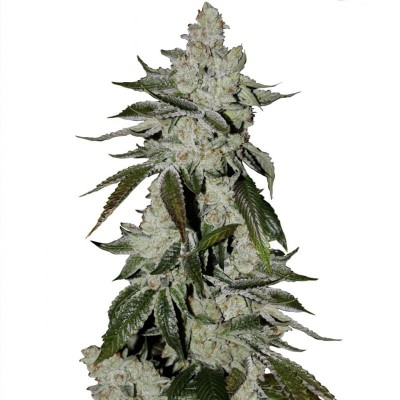 Семя Auto Fast Bud сид банка Errors-Seeds