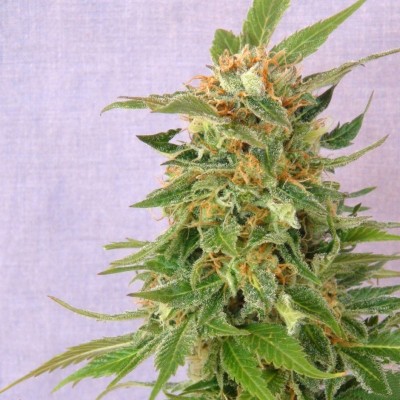 Насіння Auto Fruit сід банку Errors-Seeds