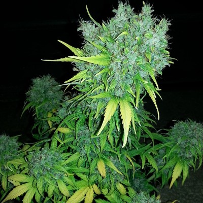 Насіння Auto Haze GOM сід банку Errors-Seeds
