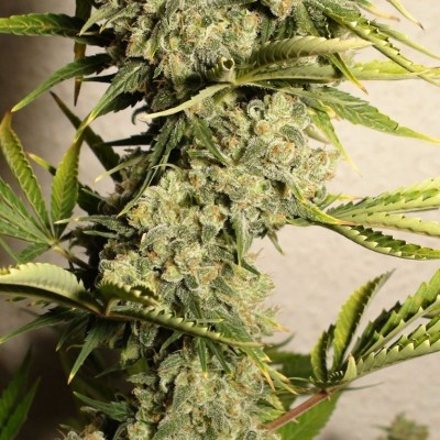 Насіння Auto Heaven сід банку Errors-Seeds