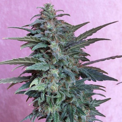 Насіння Auto Jet-47 сід банку Errors-Seeds Насіння Auto Jet-47 сід банку Errors-Seeds