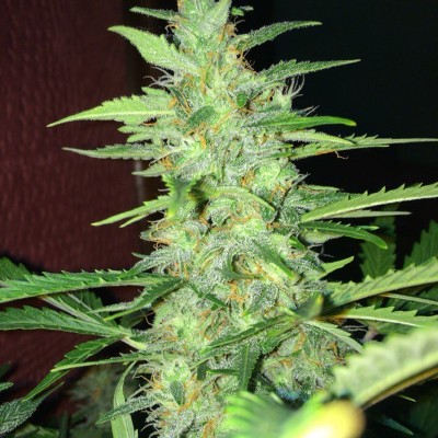 Насіння Auto Lemon сід банку Errors-Seeds