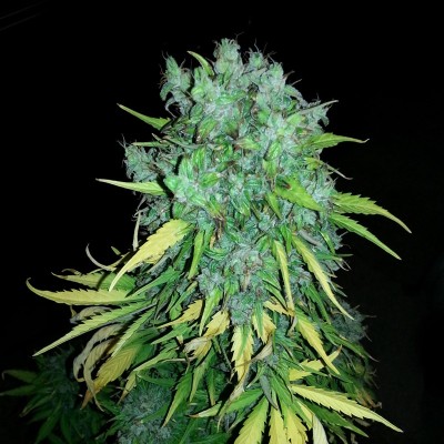 Насіння Auto MaxiGom сід банку Errors-Seeds