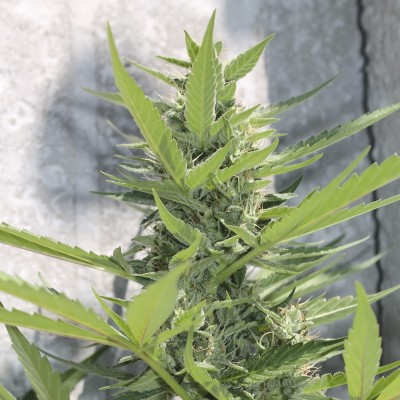 Семя Auto Power Plant сид банка Errors-Seeds