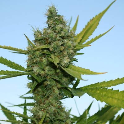 Насіння Auto Sin Tra Bajo сід банку Errors-Seeds