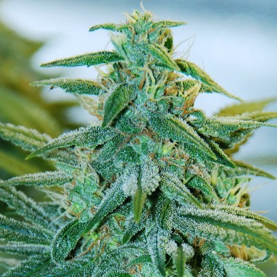Насіння Auto Super Mazar сід банку Errors-Seeds