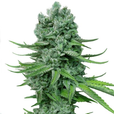 Семя Auto Super Skunk сид банка Errors-Seeds