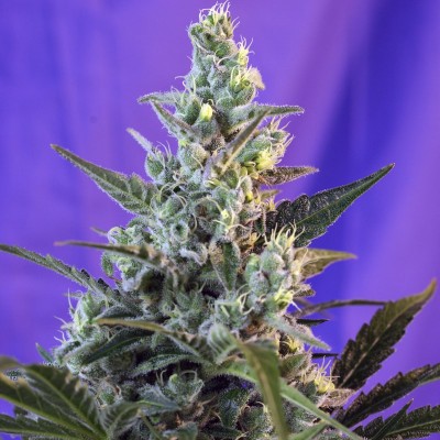Семя Auto Sweet Cheese сид банка Errors-Seeds