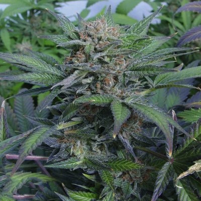 Насіння Auto Sweet Mango сід банку Errors-Seeds