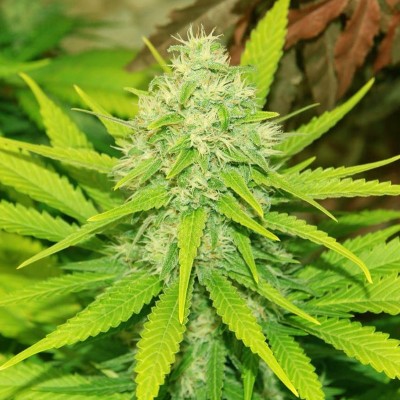 Насіння Auto Sweet Skunk сід банку Errors-Seeds