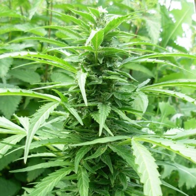 Насіння Auto Tangelo Rapido сід банку Errors-Seeds