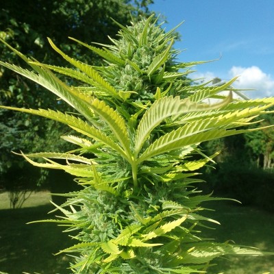 Насіння Auto Wappa сід банку Errors-Seeds Насіння Auto Wappa сід банку Errors-Seeds