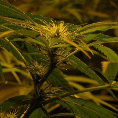 Насіння Amazon Brazil сід банку Errors-Seeds