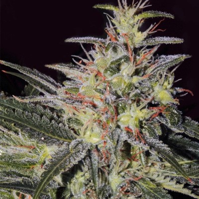 Насіння Fruity Trips сід банку Errors-Seeds Насіння Fruity Trips сід банку Errors-Seeds