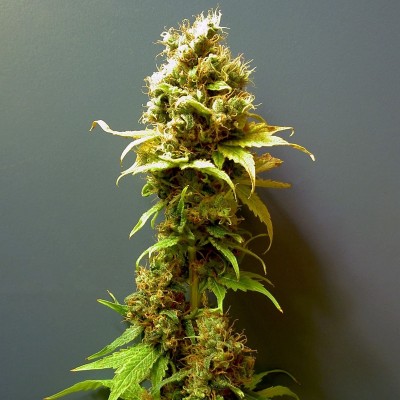 Семя Hashberry сид банка Errors-Seeds Семя Hashberry сид банка Errors-Seeds