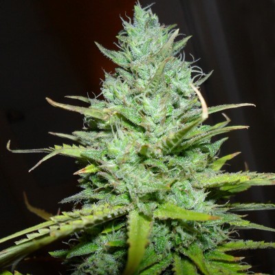 Насіння Kalashnikova сід банку Errors-Seeds