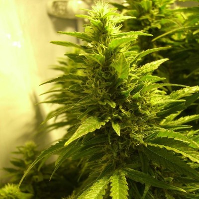 Насіння Kalichakra сід банку Errors-Seeds Насіння Kalichakra сід банку Errors-Seeds