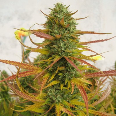 Насіння Lemon OG Kush сід банку Errors-Seeds