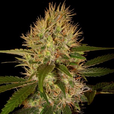 Семя Martian Mean Green сид банка Errors-Seeds 