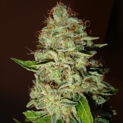 Насіння Mazar сід банку Errors-Seeds