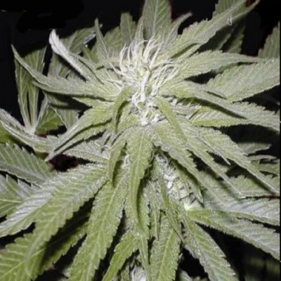 Насіння Narkush сід банку Errors-Seeds