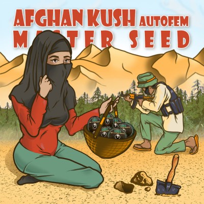 Семя Auto Afghan Kush сид банка Master-Seed