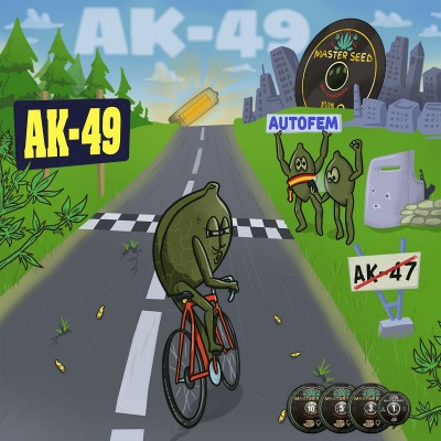 Насіння Auto AK-49 сід банку Master-Seed