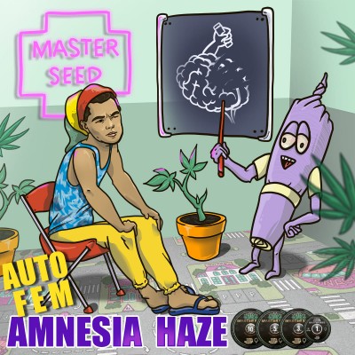 Семя Auto Amnesia Haze сид банка Master-Seed