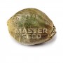 Семя Auto Amnesia сид банка Master-Seed