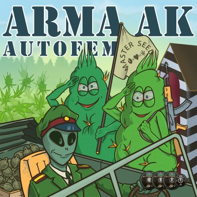 Насіння Auto Arma-AK сід банку Master-Seed