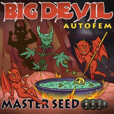 Семя Auto Big Devil сид банка Master-Seed