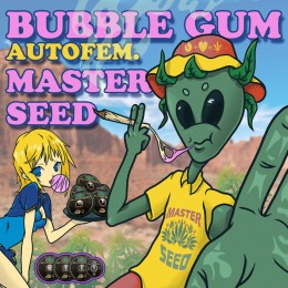 Auto Bubble Gum fem. Master-Seed