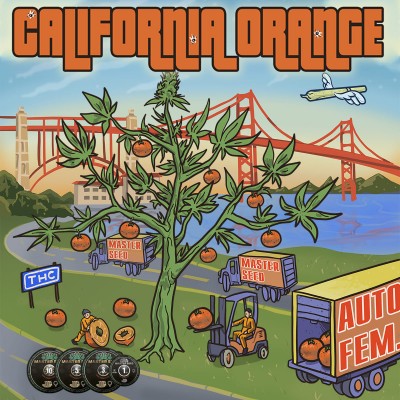 Насіння Auto California Orange сід банку Master-Seed