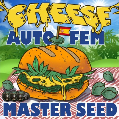 Насіння Auto Cheese сід банку Master-Seed