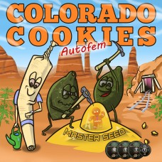 Auto Colorado Cookies fem. Master-Seed