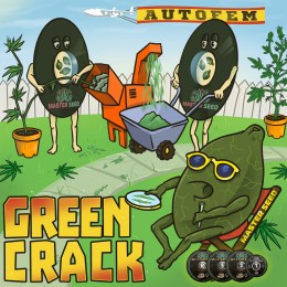 Auto Green Crack fem. Master-Seed