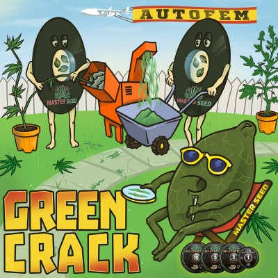 Семя Auto Green Crack сид банка Master-Seed