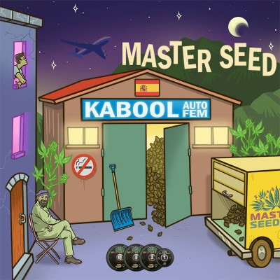 Насіння Auto Kabool сід банку Master-Seed