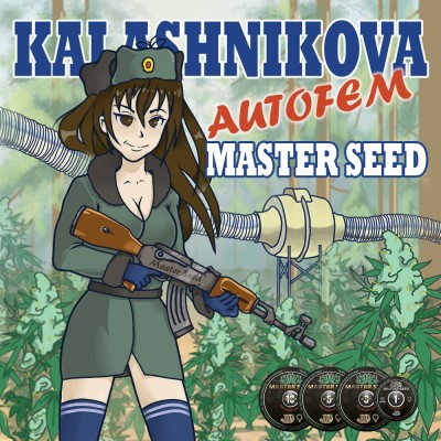 Насіння Auto Kalashnikova сід банку Master-Seed