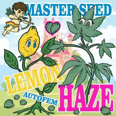 Семя Auto Lemon Haze сид банка Master-Seed