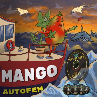 Насіння Auto Mango сід банку Master-Seed