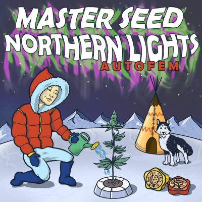Насіння Auto Northern Lights сід банку Master-Seed